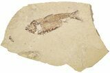 Fossil Fish (Gosiutichthys) - Wyoming #212105-1